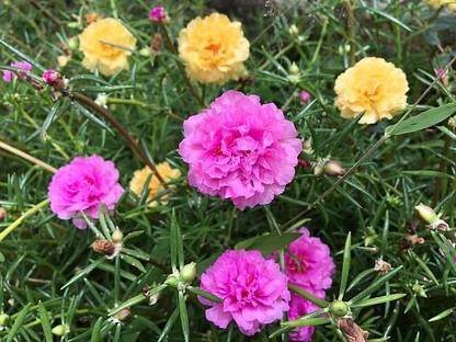 Splorias Portulaca Flower Seed