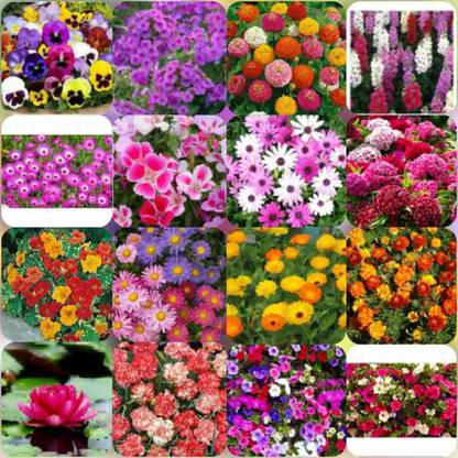 Crapulous Plant Seeds For Home Garden Flowers Combo Of 15 Packet Of Seeds Winter Summer