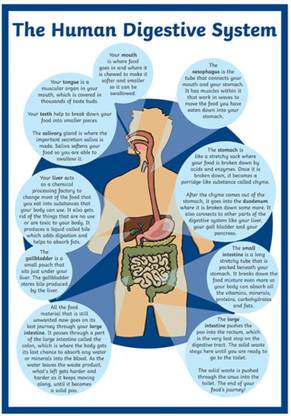 Digestive wallpaper poster For Hospital Education Paper Print