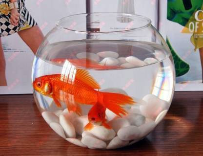 fish bowl online shopping