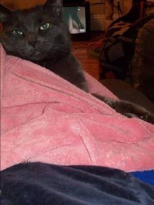 Mornink Meetink Minuteys by Stellaluna the Cat