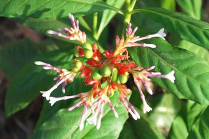 Plantzoin Indian Snakeroot Plant Price in India - Buy Plantzoin Indian ...