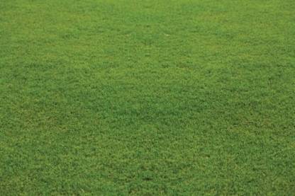 Gromax India Lawn Grass Seeds Seed