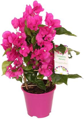 go4plants Bougainvillea Plant Price in India - Buy go4plants ...