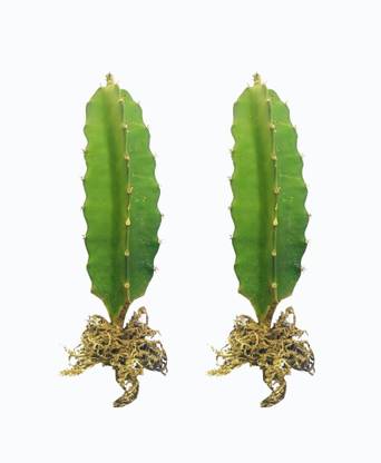 Siddharth Fish Farm Dragon Tree Price In India Buy Siddharth Fish Farm Dragon Tree Online At Flipkart Com