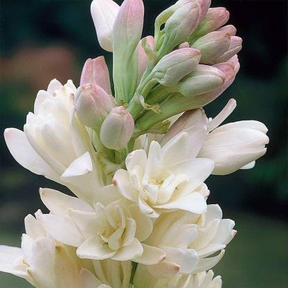 Navaurja Rajnigandha Bulb Tuberose Sugandraja Nishigandha Calcutta Double Polianthes Tuberosa Fragrant Flower Seed Price In India Buy Navaurja Rajnigandha Bulb Tuberose Sugandraja Nishigandha Calcutta Double Polianthes Tuberosa Fragrant