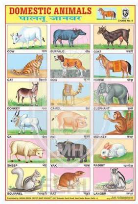 DOMESTIC ANIMALS CHART [Wall Chart] BOOK DEPOT (MAP HOUSE) Paper Print -  Animals posters in India - Buy art, film, design, movie, music, nature and  educational paintings/wallpapers at 