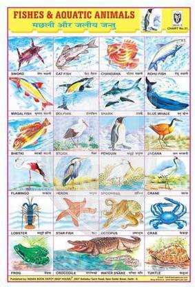 FISHES & AQUATIC ANIMALS CHART [Wall Chart] BOOK DEPOT (MAP HOUSE) Paper  Print - Educational posters in India - Buy art, film, design, movie, music,  nature and educational paintings/wallpapers at 