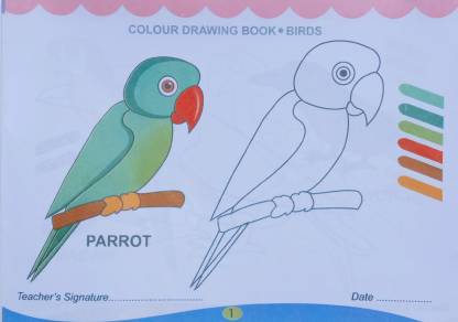 Colour Drawing Book Of Bird's For The Beginners Kid's Guide: Buy Colour  Drawing Book Of Bird's For The Beginners Kid's Guide by Editorial Team at  Low Price in India 