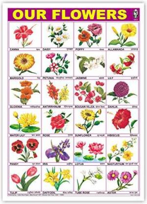 Our Flowers Chart (Size 70 X 100 Cms) Without Pvc Rollers Educational ...