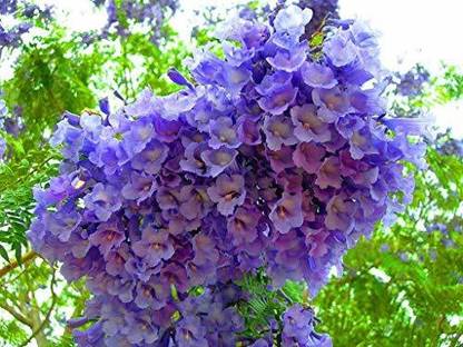 Sri Sai Forestry Jacaranda Blue Jacaranda Flower Tree Seed Price In India Buy Sri Sai Forestry Jacaranda Blue Jacaranda Flower Tree Seed Online At Flipkart Com