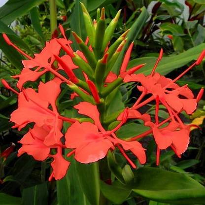 Tim Tim Agro Hedychium Ginger Lily Seed Price In India Buy Tim Tim Agro Hedychium Ginger Lily Seed Online At Flipkart Com