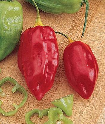VibeX Hot, Big Thai Hybrid Pepper Seed Price in India - Buy VibeX Hot