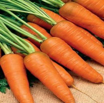 GROUNDOXY CARROT (GAJJAR) SEED CT70 SUPERIOR QUALITY CARROT SEED FOR YOUR HOME GARDENING 100% FERTILIZATION ORGANIC F1 VEGETABLE SEED PRODUCER CHOICE 300 SEEDS PER PACK Seed