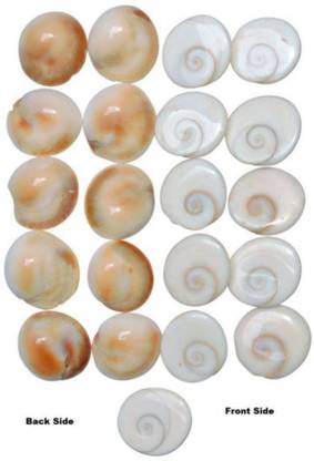 SHRI ASTHA VINAYAK 11 pcs Original Gomti / Gomati Chakra ...