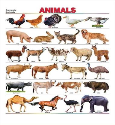Poster of Animals Name Wallpaper for School 3D Poster - Animals posters in  India - Buy art, film, design, movie, music, nature and educational  paintings/wallpapers at 