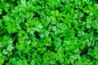 Sjeme Japanese Parsley Seed Seed Price In India Buy Sjeme Japanese Parsley Seed Seed Online At Flipkart Com