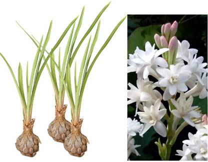 NANDINEE WOODLANDS EMART Tuberose/Rajnigandha Plant Price in India - Buy  NANDINEE WOODLANDS EMART Tuberose/Rajnigandha Plant online at Flipkart.com