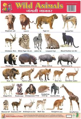 NON TERBLE PLASTIC CHART OF WILD ANIMAL: Buy NON TERBLE PLASTIC CHART OF  WILD ANIMAL by MEHTA GRAPHICS at Low Price in India 