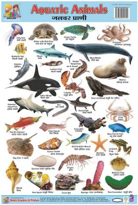 NON- TERBLE PLASTIC CHART OF AQUTIC ANIMAL: Buy NON- TERBLE PLASTIC CHART  OF AQUTIC ANIMAL by MEHTA GRAPHICS at Low Price in India 
