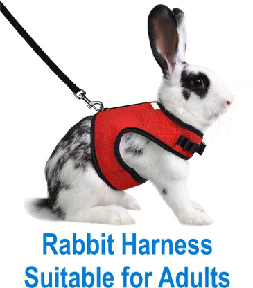 rabbit harness