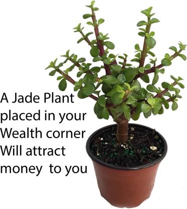 go4plants Jade Plant