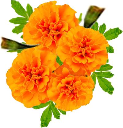 FABSHELL Marigold Seed Price in India - Buy FABSHELL Marigold Seed online  at 