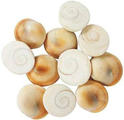 HH ENTERPRISES 12 PC Original Gomati Chakra for Lakshmi Pooja ...