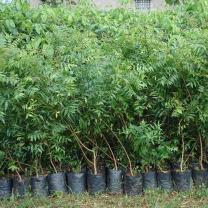Neem plant care