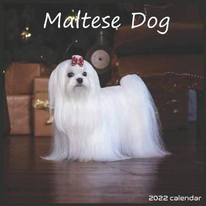Maltese Dog 2022 Calendar: Buy Maltese Dog 2022 Calendar by 2022-2023