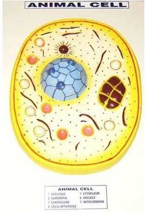 WE CARE PSW PRODUCTION PSW-ANIMAL CELL MODEL Anatomical Body Model Price in India - Buy WE CARE PSW PRODUCTION PSW-ANIMAL CELL MODEL Anatomical Body Model online at WE CARE PSW PRODUCTION PSW-ANIMAL CELL MODEL Anatomical Body Model Price in India - Buy WE CARE PSW PRODUCTION PSW-ANIMAL CELL MODEL Anatomical Body Model online at