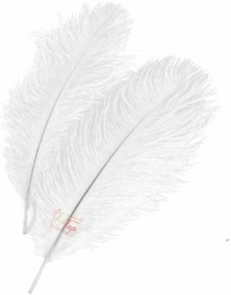 ostrich feather drawing