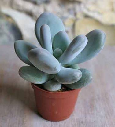 Gardener Moonstone Succulent Plant Price In India Buy Gardener Moonstone Succulent Plant Online At Flipkart Com