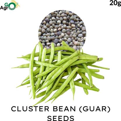 ग्वार बीज (क्लस्टर बीन्स बीज)