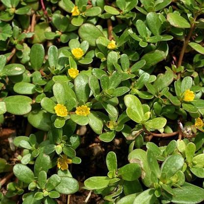 rmd Kulfa/Purslane Seed Price in India - Buy rmd Kulfa/Purslane Seed ...