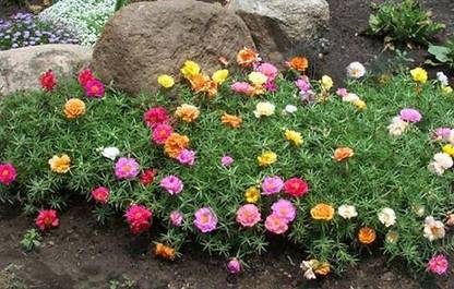 Grah Pravesh Portulaca Moss Rose Office Time Flower 10 O Clock Flower Seeds Seed Price In India Buy Grah Pravesh Portulaca Moss Rose Office Time Flower 10 O Clock Flower Seeds Seed Online At Flipkart Com Grah Pravesh Portulaca Moss Rose Office Time Flower 10 O Clock Flower Seeds Seed Price In India Buy Grah Pravesh Portulaca Moss Rose Office Time Flower 10 O Clock Flower Seeds Seed Online At Flipkart Com