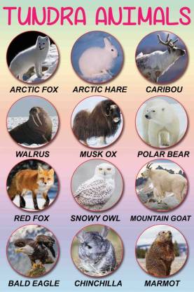 Kids Learning Poster|Tundra Animals Poster|Poster For Childrens|Kids ...