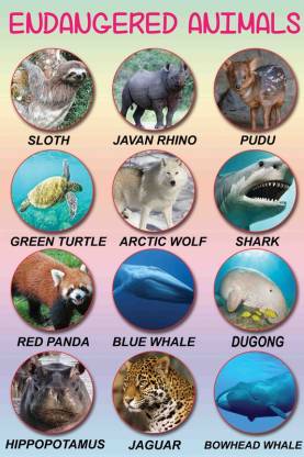 Learning Poster for Decoration|Endangered Animals Name Poster|Kids  Educational Poster For Wall|Unframed Poster For Play School, Kindergarten,  Classroom|Wall Decor Item|High Resolution 300 GSM Poster Paper Print -  Educational posters in India - Buy