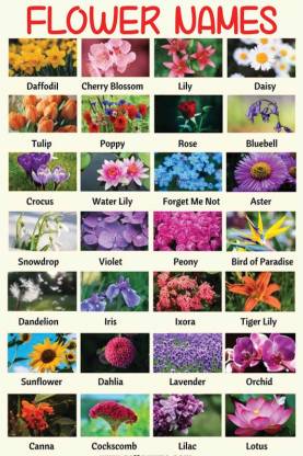 Kids Learning Poster for Decoration|Flower Names Chart|Kids Poster|Kids ...