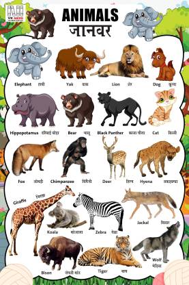 VK_NEED ANIMAL WALL CHART (12X18 INCH) WITH LAMINATED FOR KIDS QUICK  LEARNING WALL PICTURE WITH INTRESTING IMAGES! Photographic Paper -  Educational posters in India - Buy art, film, design, movie, music, nature