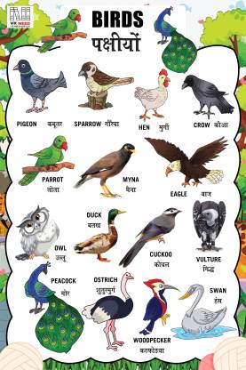 VK_NEED BIRDS WALL CHART (12X18 INCH) WITH LAMINATED FOR KIDS QUICK ...