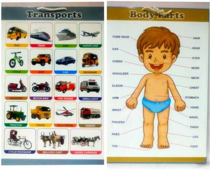 auramini 2in1 Transport and Body parts Hanging chart, front ...
