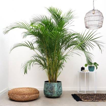 SAVE GREEN Areca Palm Price in India - Buy SAVE GREEN Areca Palm online at Flipkart.com