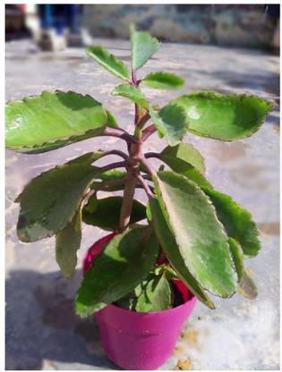 natikrd Bryophyllum Pinnatum/Patharchatta Plant Price in India - Buy ...
