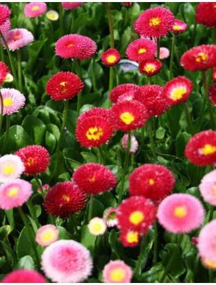 Pioneer Natural Common Daisy, English Daisy, Bellis Pomponette Double ...