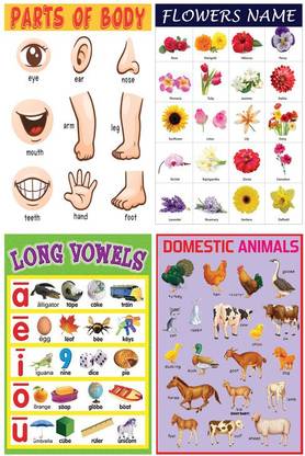 All in One Educational Sticker Poster For Children|Set Of 4|Flowers, Parts Of The Body, Domestic Animals, Long Vowels|Perfect For Kindergarten, Nursery, Homeschooling|Poster For Decoration|Wall Poster|Self Adhesive Paper poster Paper Print - Educational All in One Educational Sticker Poster For Children|Set Of 4|Flowers, Parts Of The Body, Domestic Animals, Long Vowels|Perfect For Kindergarten, Nursery, Homeschooling|Poster For Decoration|Wall Poster|Self Adhesive Paper poster Paper Print - Educational