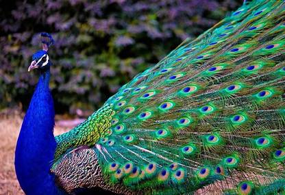 Smoky Design peacock feathers wallpaper Paper Poster Price in India - Buy  Smoky Design peacock feathers wallpaper Paper Poster online at 