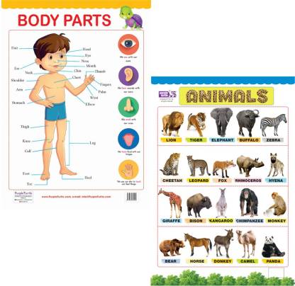 Animals and Body Parts Educational Wall chart for Kids: Buy Animals and Body  Parts Educational Wall chart for Kids by Purple Turtle at Low Price in  India 