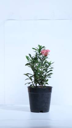 Ultima Search Ixora Mini Pink Flowering Plant Price in India - Buy Ultima  Search Ixora Mini Pink Flowering Plant online at Flipkart.com