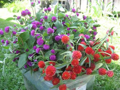 Dream mall gomphrena seeds Seed